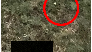 町田に生息しているホタルの話