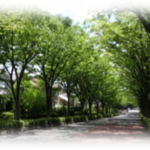 街路樹のイメージ