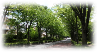 街路樹のあり方について