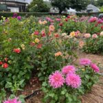 町田ダリア園のきれいなダリアたち