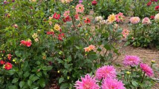 町田ダリア園の開園式に出席してきました