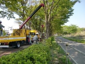 街路樹に手入れをしている様子です。