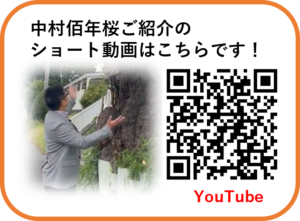 中村佰年桜ご紹介の ショート動画はこちらです！