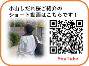 小山しだれ桜ご紹介の ショート動画はこちらです！